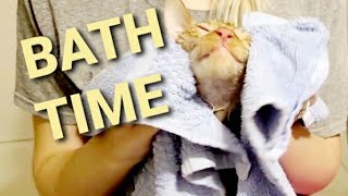 Special Needs Cat loves bath time by Kitty Committee 193 views 3 years ago 5 minutes, 45 seconds