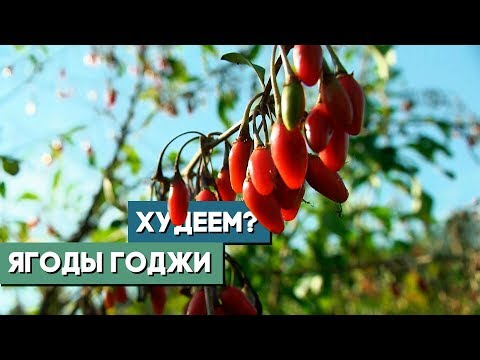 Ягоды годжи. Как приживается в Беларуси экзотика родом из Тибета?