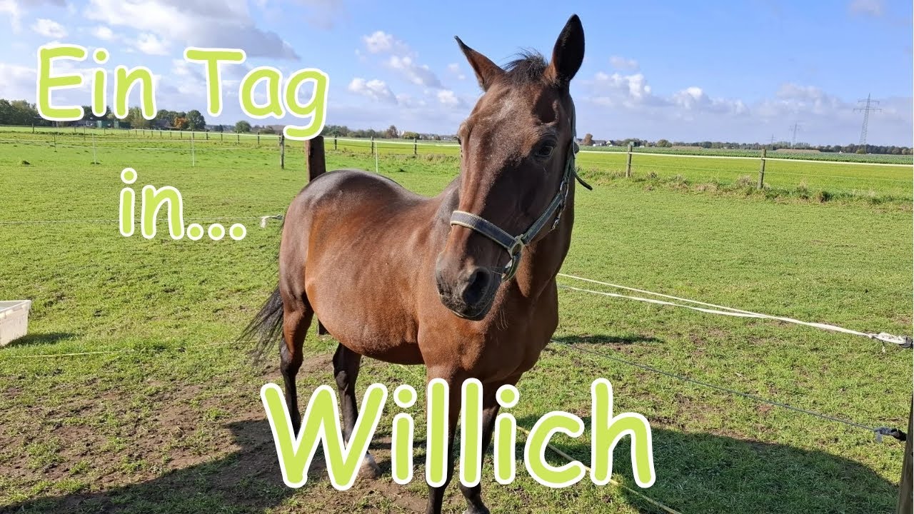 Was eine liebevolle Pflegestelle bewirken kann... 🐴 | Stallalltag in Willich