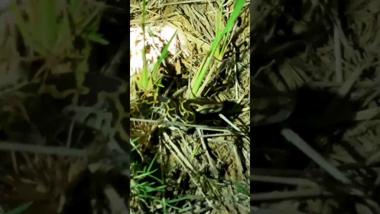 Amazing Python is showed in the countryside at night 