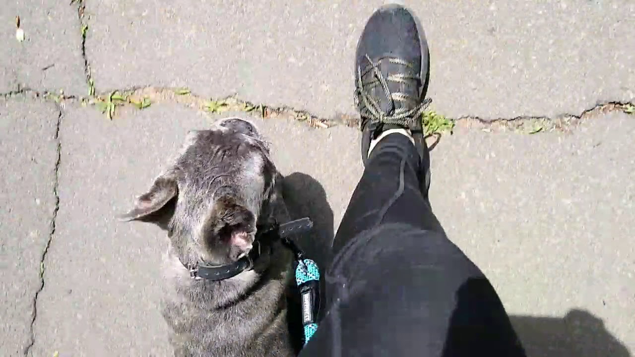 Connecticut Dog Trainers / Stamford New Haven Dog Trainers / French