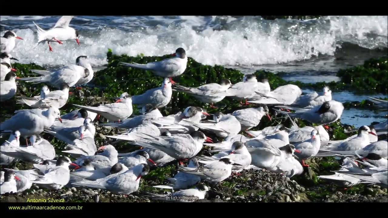 Flock of South American Tern (Sterna hirundinacea)  by Antonio Silveira.