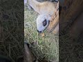 kambing embekndomba goat #kambing #embek #domba #goat