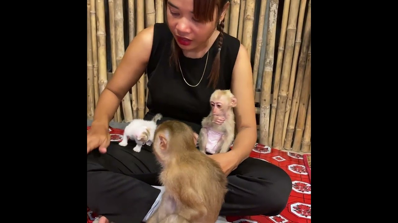 Afternoon Time Mom Take Good Care For Lovely Baby Monkey