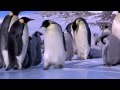 Penguin fail  best bloopers from penguins spy in the huddle waddle all the way