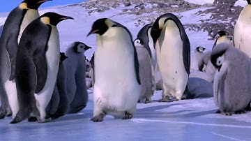 Penguin Fail - Best Bloopers from Penguins Spy in the Huddle (Waddle all the Way)