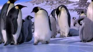 Penguin Fail - Best Bloopers From Penguins Spy In The Huddle Waddle All The Way