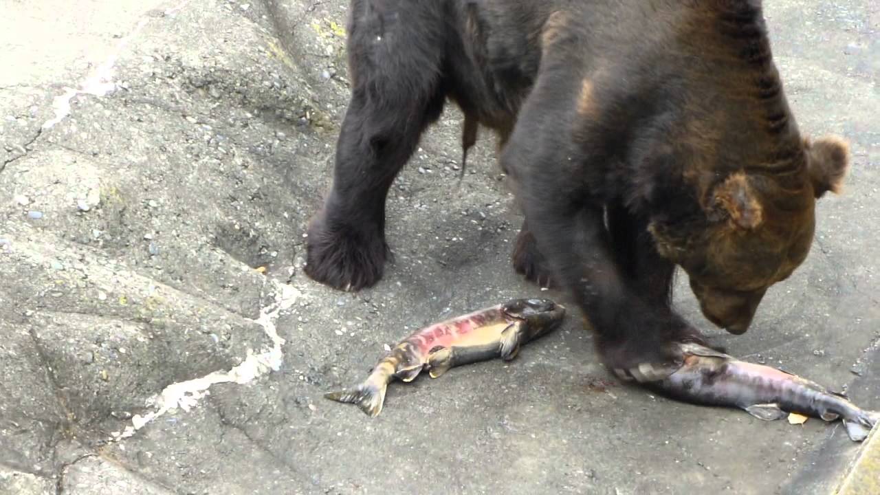 熊鮭 ヒグマに鮭のプレゼント - YouTube