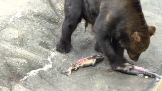 ヒグマに鮭のプレゼント - YouTube