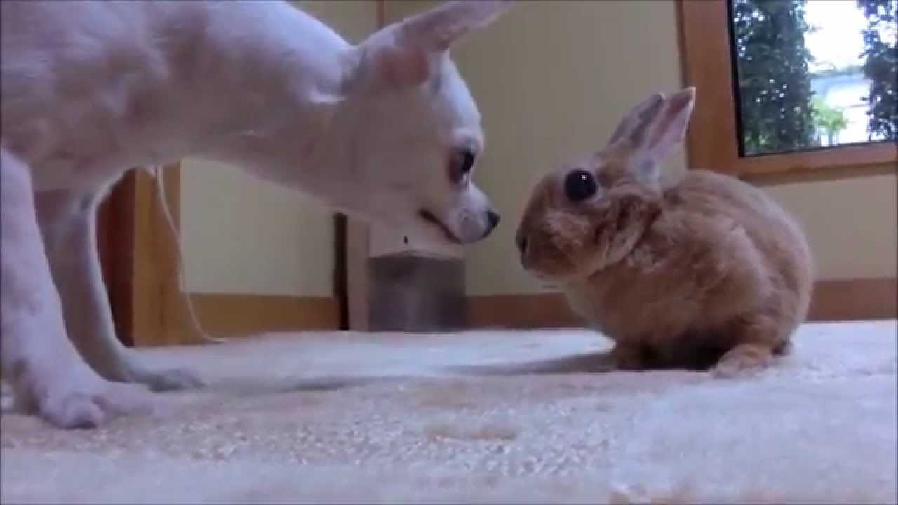 Забавные кролики / Funniest Rabbits 2015 - YouTube