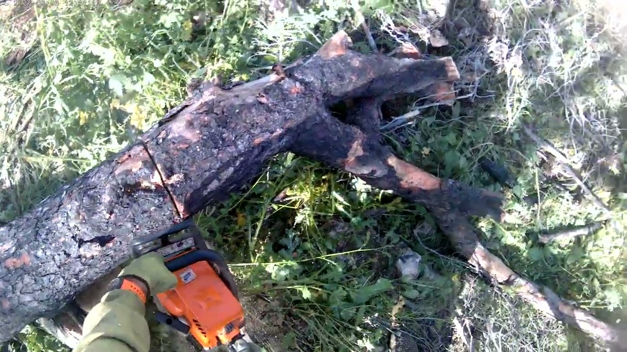 Cutting a dead pine tree with one and maybe a third hand, part 5