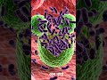 Bacteria viral infection animation #healthtips #pharmcist
