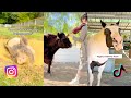 Interesting farm animal facts and moments  the gentle barn compilation