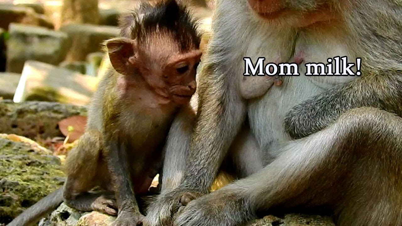 Pity Poor skinny Jayden sit crying loudly request milk mom, Jayden extremely hungry milk so much