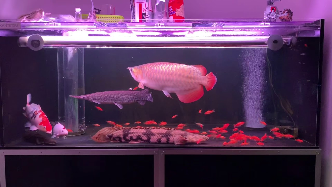 熱帯魚 アロワナ 小赤 金魚 100匹与え方 Youtube
