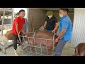 Selling Pigs to Northern Traders Hog Price 70 | Bán Lợn Cho Thương Lái Miền Bắc Giá Lợn Hơi 70