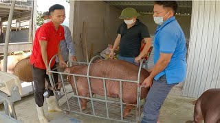 Selling Pigs to Northern Traders Hog Price 70 | Bán Lợn Cho Thương Lái Miền Bắc Giá Lợn Hơi 70