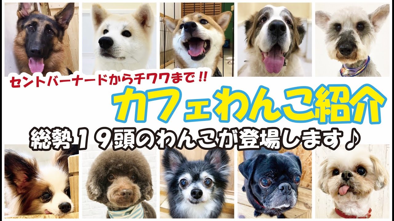 カフェ犬大集合 在籍カフェわんこ紹介 Youtube