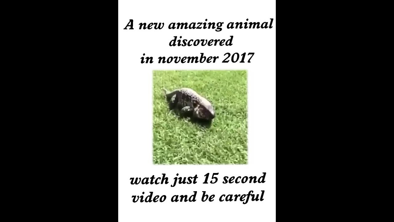 A NEW AMAZING ANIMAL DISCOVERED 2018 WATCH THIS VIDEO