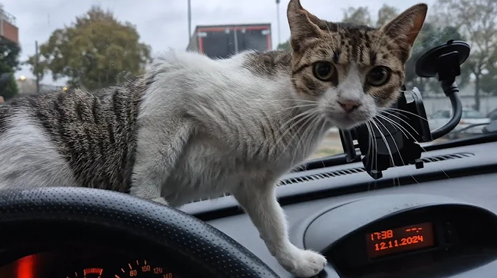 Video 6352721: kittens persian cat tabby, food tabby cat persian, kitten cute persian tabby, persian cat kitten sweet, cat kitten adorable persian, stray cats food, cat jumping cute