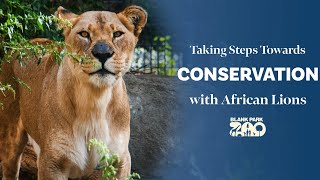 Steps Towards African Lion Conservation | Blank Park Zoo