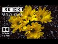 HDR Full Colors 8k 60fps Dolby Vision