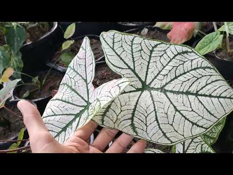 ผลสลากกินแบ่งรัฐบาล วันที่ 1 พย. 2567