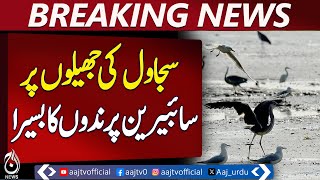Migratory Birds Return to Sujawal Lakes, Nature Comes Alive Again &ndash; Pakistan News