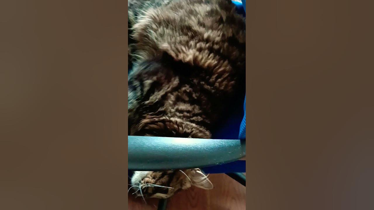 Кот-айтишник!!! - YouTube