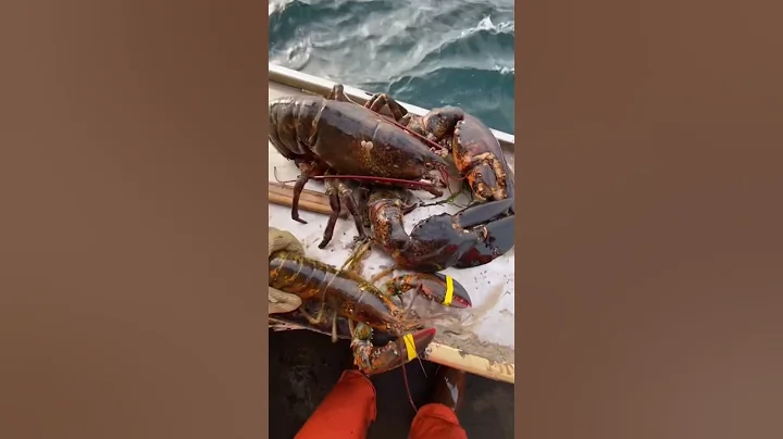 Big old Maine lobster!