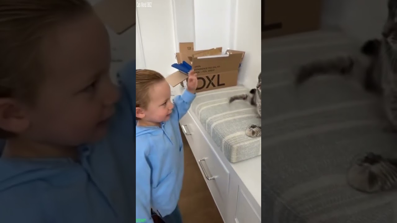 Funniest Cat 🥰 Favorite Friends 😾 # Part 4365