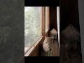 කොළ කඩ කඩ බොරුවට දෙනවා 😒🤭  #cute #squirrel #tiktok #viralvideo #youtubeshorts #youtube  #trending