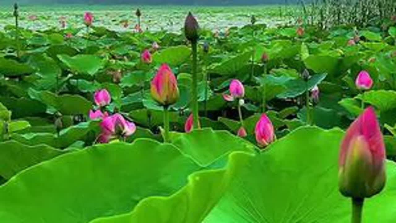 #风景如画的地方 #浪漫花海