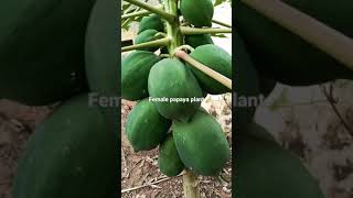 Types of Papaya plants #shorts #ytshots #papaya