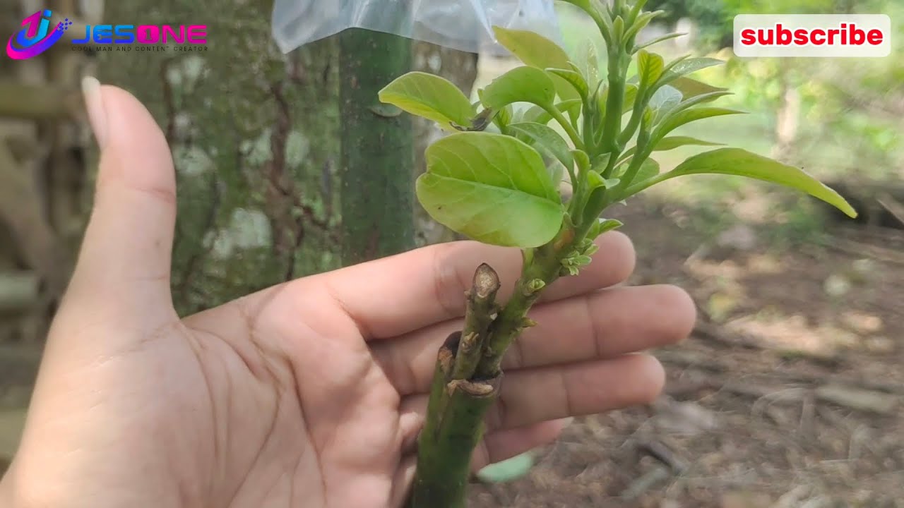 TUTORIAL!!! Cara Sambung Pucuk, Grafting, Stek Pohon Alpukat 100% BERHASIL!