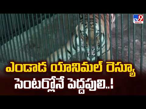 Tiger in Vizag Endada Animal Rescue Centre! : ఎండాడ యానిమల్ రెస్యూ సెంటర్లోనే పెద్దపులి..! - TV9 - TV9