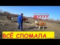 Чем кормлю цыплят? Приучаем Милку к... Скоро в стадо.