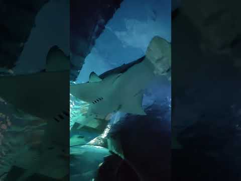 TUNNEL | BANGKOK SEA LIFE OCEAN WORLD AQUARIUM | THAILAND 🇹🇭