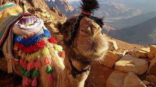 "Camel K: The Cloud-Native Integration Game-Changer"🐫🐪🐪🐪🐪🐪🐪🐪🐪🐪🐪🐪🐪🐫🐫🐫🐫🐫🐫🐫🐫🐫🐫🐫🐫🐫 screenshot 3