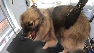 KEESHOND GROOMING GONE WILD: A Close Call as Groomer Faces a Fiery Bite!