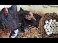 गावरान कोंबडी अशा प्रकारे अंड्यावर बसवा,गावरान कोंबडी पालन. Best techniques hatching hen eggs