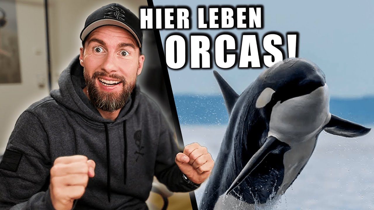 ORCAS paaren sich mit MENSCHEN? - XXL Q\u0026A zur ORCA-Serie! | Robert Marc Lehmann