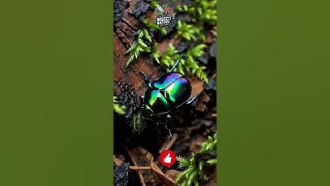 Iridescent Beetle Adventure simple compose