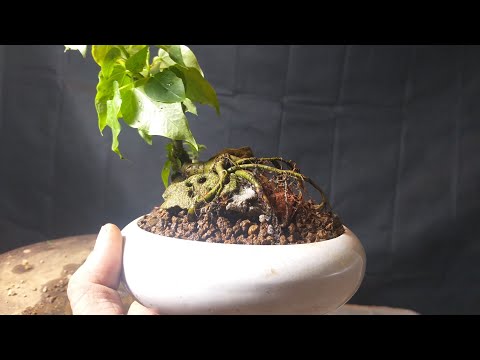 Video Khai thác cây bồ đề bám đá ngoài tự nhiên - youtube
