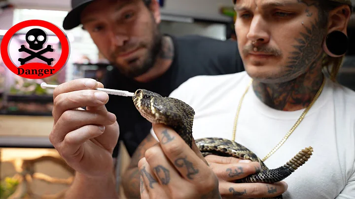 Carefully medicating Venomous Snakes with Vanilla ...