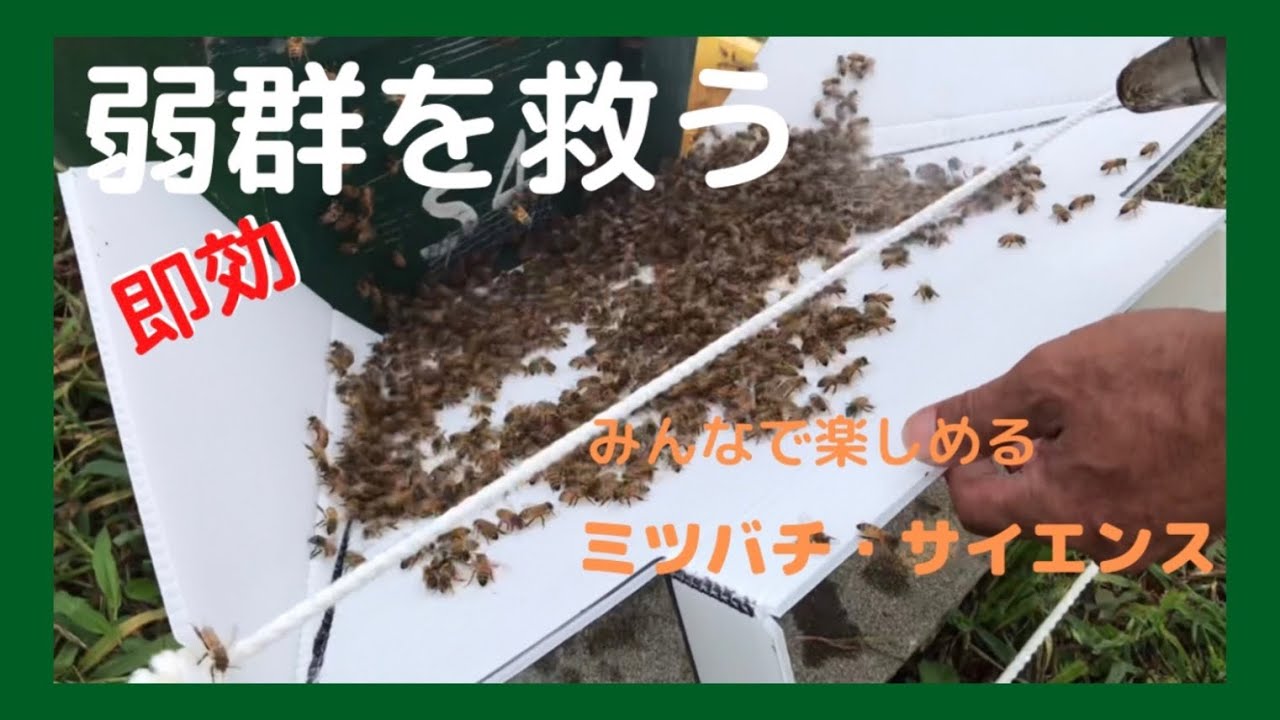 弱ったミツバチ群を手当し、強群に導くミツバチ・サイエンス。自作道具も公開。#ミツバチ＃サイエンス＃ハチ刺され