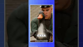 O Pato Militar Que Lutou em Combate? 😨#curiosidades #curiosidade #fatos #vocesabia