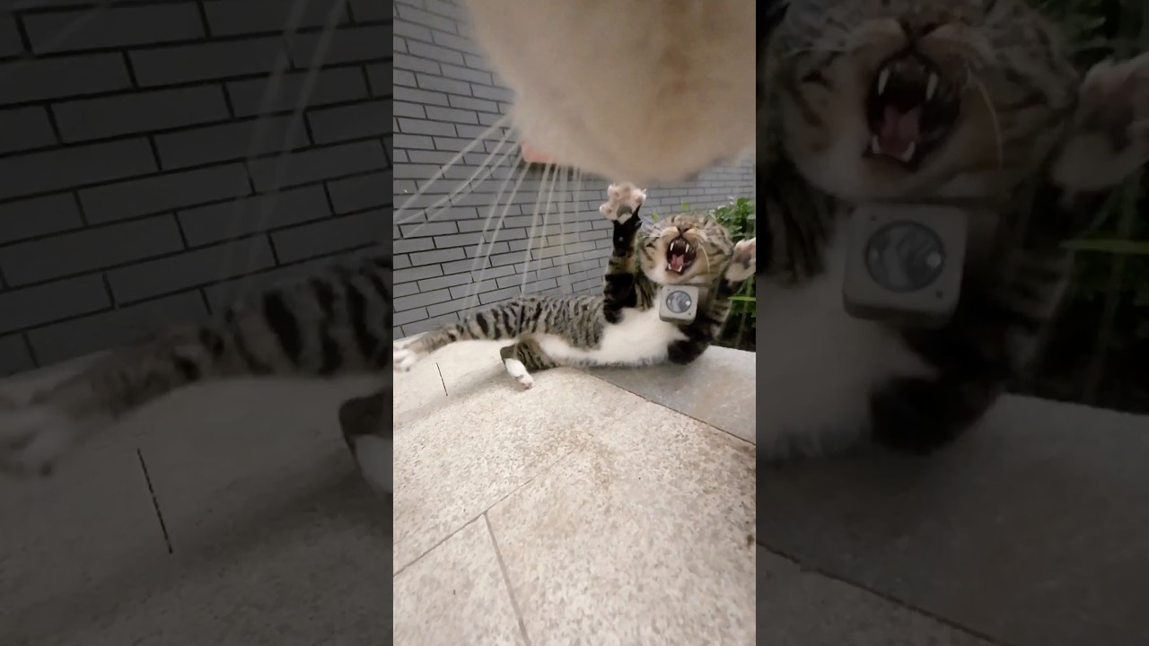 Two livestreamers engage in a "real-life offline showdown". 