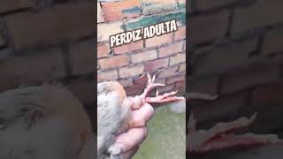 PERDIZ ADULTA