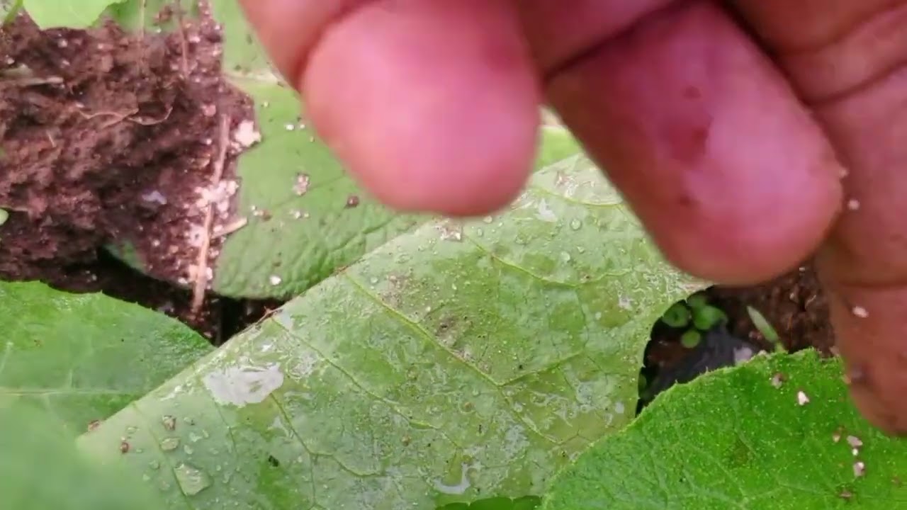 Comfrey Seedlings